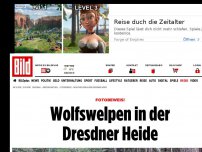 Bild zum Artikel: Fotobeweis! - Neue Wolfswelpen in Sachsen