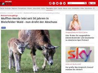 Bild zum Artikel: Besitzer hatte geklagt - Mufflon-Herde lebt seit 50 Jahren in Bielefelder Wald - nun droht der Abschuss