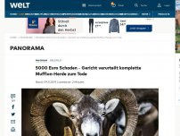 Bild zum Artikel: Gericht verurteilt komplette Mufflon-Herde zum Tode