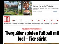 Bild zum Artikel: Rostock - Tierquäler spielen Fußball mit Igel – Tier stirbt
