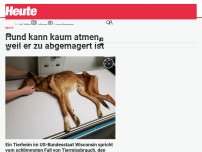 Bild zum Artikel: Hund kann kaum atmen, weil er zu abgemagert ist