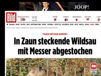 Bild zum Artikel: Tierschützer empört - In Zaun steckende Wildsau mit Messer abgestochen