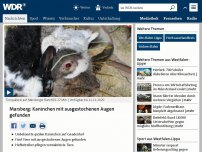 Bild zum Artikel: Tierquälerei in Marsberg: Unbekannte stechen Kaninchen Augen aus