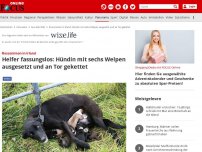 Bild zum Artikel: - Säugende Hündin mit 6 Welpen ausgesetzt und an Tor gekettet - Hilfe kommt gerade noch rechtzeitig