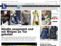 Bild zum Artikel: Irland - Hündin ausgesetzt und mit Welpen an Tor gekettet