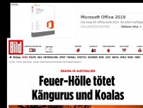 Bild zum Artikel: Drama in Australien - Feuer-Hölle tötet Kängurus und Koalas