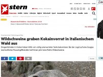 Bild zum Artikel: Unerwarteter Fahndungserfolg: Wildschweine graben Kokainvorrat in italienischem Wald aus