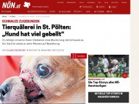Bild zum Artikel: Schnauze zugebunden - Tierquälerei in St. Pölten: „Hund hat viel gebellt“