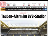 Bild zum Artikel: Ach du Sch**** - Tauben-Alarm im BVB-Stadion
