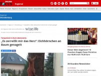 Bild zum Artikel: Bad Liebenwerda - Bad Liebenwerda: Eichhörnchen an Baum genagelt