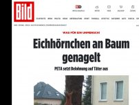 Bild zum Artikel: Wer macht sowas? - Tierquäler nageln Eichhörnchen an Baum