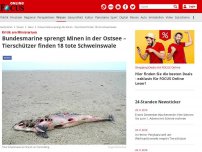 Bild zum Artikel: In der Ostsee - Marine sprengt alte Minen - Tierschützer finden 18 tote Schweinswale