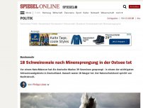 Bild zum Artikel: Bundeswehr: 18 Schweinswale nach Minensprengung in der Ostsee tot