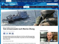 Bild zum Artikel: Tote Schweinswale nach Marine-Übung in Naturschutzgebiet