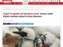 Bild zum Artikel: Vogel-Tragödie auf Nordsee-Insel: Immer mehr Küken sterben elend in ihren Nestern