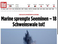 Bild zum Artikel: Vor Nato-Manöver in Ostsee - Marine sprengte Seeminen – 18 Schweinswale tot!