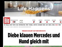 Bild zum Artikel: Meggie schlief auf Rücksitz - Diebe klauen Mercedes und Hund gleich mit