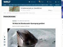 Bild zum Artikel: 18 Wale bei Bundeswehr-Sprengung getötet