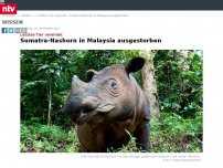 Bild zum Artikel: Letztes Tier verendet: Sumatra-Nashorn in Malaysia ausgestorben