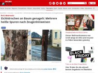 Bild zum Artikel: Bad Liebenwerda - Eichhörnchen an Baum genagelt: Mehrere heiße Spuren nach Zeugenhinweisen