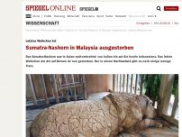 Bild zum Artikel: Letztes Weibchen tot: Sumatra-Nashorn in Malaysia ausgestorben