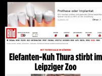 Bild zum Artikel: Mit totem Kalb im Körper! - Elefanten-Kuh Thura stirbt im Leipziger Zoo