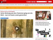 Bild zum Artikel: Wunden waren zu schwerwiegend - Seine Rettung aus den Flammen ging um die Welt - nun ist Koala Lewis gestorben