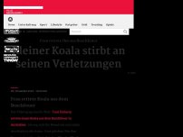 Bild zum Artikel: Kleiner Koala stirbt an seinen Verletzungen