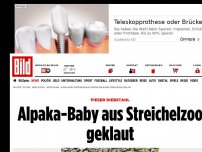 Bild zum Artikel: Fieser Diebstahl - Alpaka-Baby aus Streichelzoo geklaut