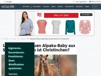 Bild zum Artikel: Unbekannte klauen Alpaka-Baby aus Streichelzoo: Wo ist Christinchen?