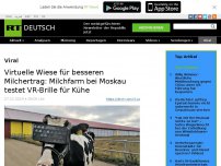 Bild zum Artikel: Virtuelle Wiese für besseren Milchertrag: Milchfarm bei Moskau testet VR-Brille für Kühe