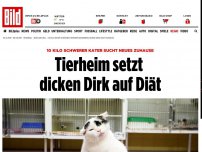 Bild zum Artikel: 10-Kilo-Kater abgegeben - Tierheim setzt den dicken Dirk auf Diät