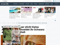 Bild zum Artikel: Schweiz: Tierhasser sticht Katze Augen aus und schneidet ihr Schwanz ab - Polizei ermittelt