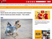 Bild zum Artikel: Bei Passau - Nach Streit mit seiner Freundin wirft Mann deren Hund aus dem Fenster - Tier stirbt