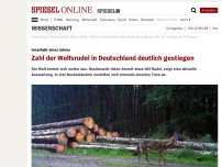 Bild zum Artikel: Innerhalb eines Jahres: Zahl der Wolfsrudel in Deutschland deutlich gestiegen