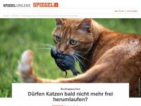 Bild zum Artikel: Rechtsgutachten: Dürfen Katzen bald nicht mehr frei herumlaufen?