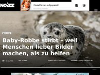 Bild zum Artikel: Baby-Robbe stirbt – weil Menschen lieber Bilder machen, als zu helfen