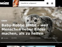 Bild zum Artikel: Baby-Robbe stirbt – weil Menschen lieber Bilder machen, als zu helfen