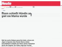 Bild zum Artikel: Mann schießt Hündin an, weil sie Mama wurde
