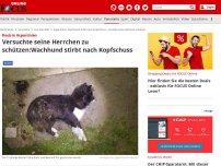 Bild zum Artikel: Raub in Argentinien - Versuchte seine Herrchen zu schützen: Wachhund stirbt nach Kopfschuss