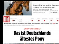 Bild zum Artikel: „Frieda“ ist 51 Jahre alt - Das ist Deutschlands ältestes Pony