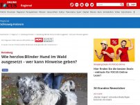 Bild zum Artikel: Ratzeburg - Wie herzlos!: Blinder Hund im Wald ausgesetzt – Tierschutzverein erstattet Anzeige