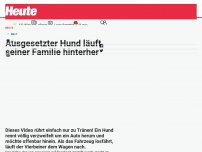 Bild zum Artikel: Ausgesetzter Hund läuft seiner Familie hinterher