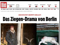 Bild zum Artikel: Geschächtet und geköpft - Das Ziegen-Drama von Berlin