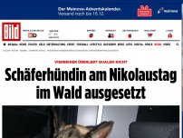 Bild zum Artikel: Vierbeiner überlebt Qualen nicht - Schäferhündin im Wald ausgesetzt