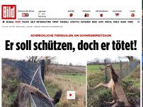 Bild zum Artikel: Tierquälerei am Schweinepestzaun - Er soll schützen, doch er tötet!