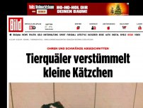 Bild zum Artikel: Ohren, Schwänze abgeschnitten - Tierquäler verstümmelt kleine Kätzchen