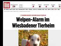 Bild zum Artikel: Wiesbaden - Welpen-Alarm im Wiesbadener Tierheim