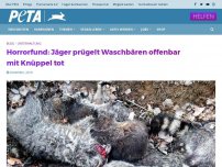 Bild zum Artikel: Horrorfund: Jäger prügelt Waschbären offenbar mit Knüppel tot