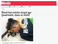 Bild zum Artikel: Hund hat solche Angst vor Feuerwerk, dass er stirbt